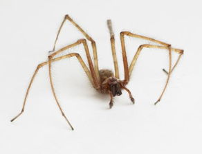 家里腿很长的蜘蛛叫什么 