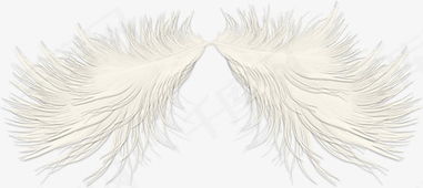 白鸟的羽毛素材图片免费下载 高清装饰图案png 千库网 图片编号5004847 