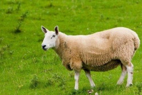 谁说属羊的人 命不好 以下4月出生的金羊,平生享天然之福禄
