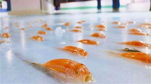 日本最 残忍 的溜冰场,为了吸引顾客,把5000条鱼冻在冰里