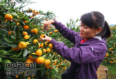 广西水果总产量居全国第四位 总产值突破200亿元 