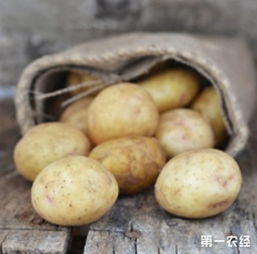 土豆病虫害怎么防治,土豆粉痂病怎么防治