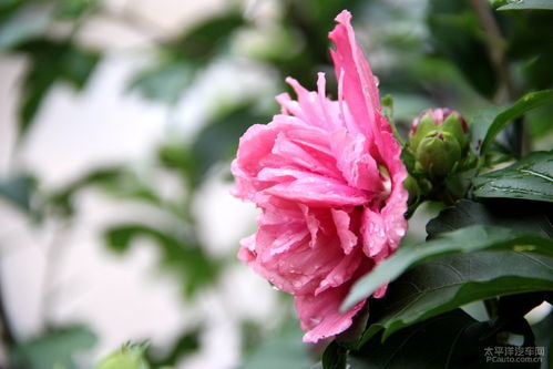 雨中的木槿花