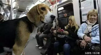 广州地铁安检升级,人人都要过安检 你还敢携带宠物 