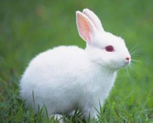 兔子养殖技巧