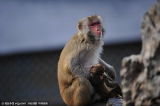 小猕猴夭折母猴寸步不离 或因游客乱投喂 