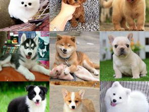 图 浙江温州出售哈士奇狗狗多少钱一只在哪买金毛多少钱 温州宠物狗 温州列表网 