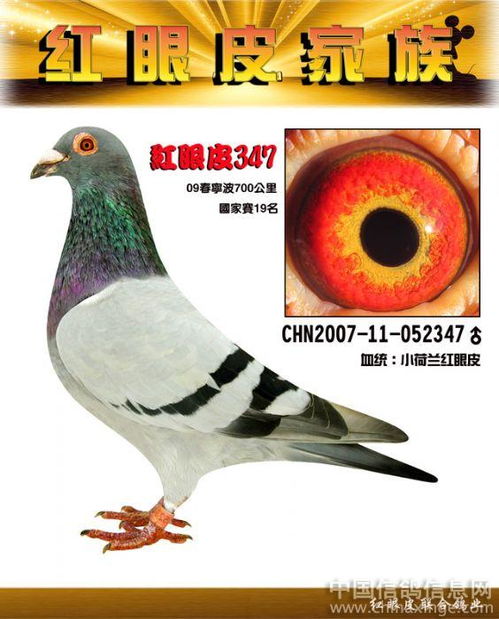 红眼皮信鸽品种