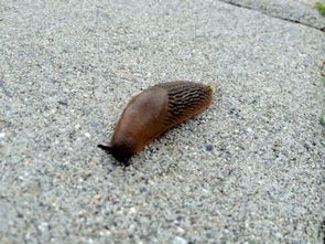 有种长得很像 没有壳的蜗牛,那是什么虫子 