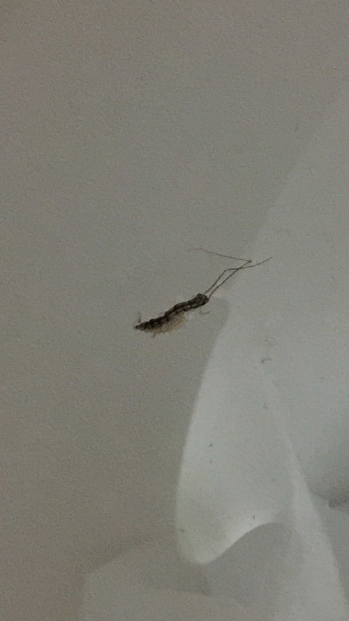 请问这是什么虫子,好怕怕 