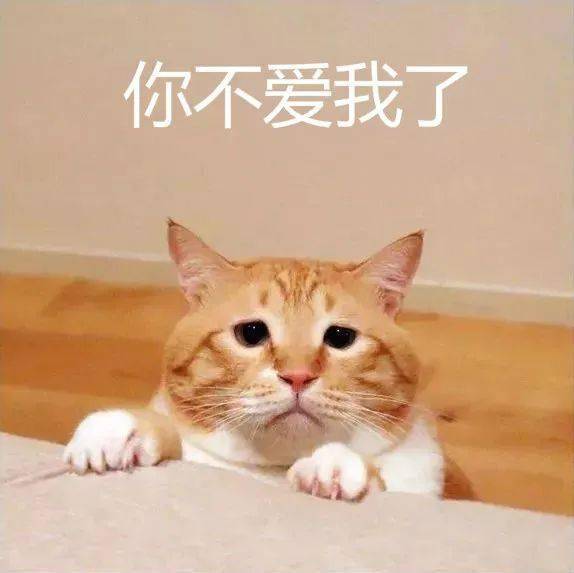 日本网红猫 火遍全网 吸粉20 万皆因长了一张 厌世脸