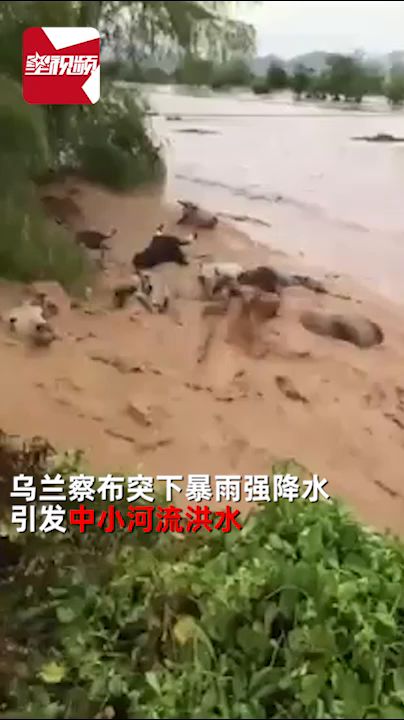 内蒙古暴雨致河水暴涨引发内涝,牧民几百头牛被困河流中 