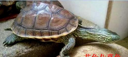 花龟和草龟那种龟生长得快，有谁知道请告诉我？