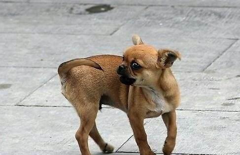 为什么狗狗会咬自己的尾巴 背后原因令人心疼