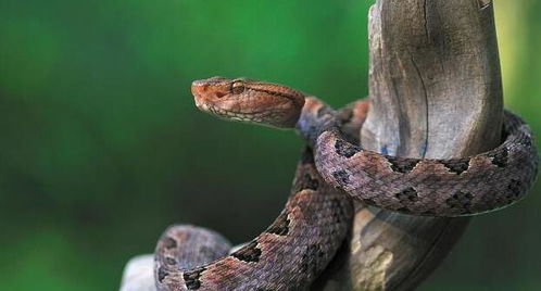 台湾六大毒蛇之原矛头蝮龟壳花蛇,0.12毫克毒液就能让人溃烂致死