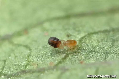 蜘蛛捕食什么昆虫（蜘蛛捕食什么害虫） 第1张