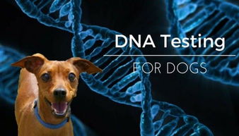 你的宠物狗进行基因检测了吗
