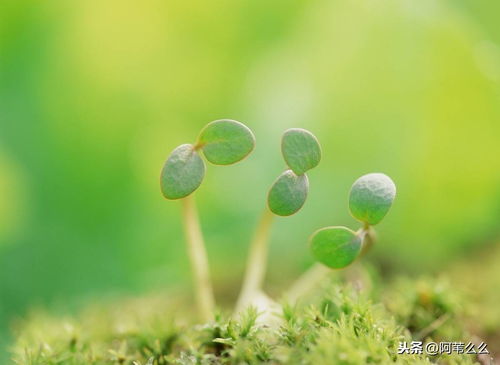 天气很好阳光很美句子(形容阳光明媚天气晴朗的优美句子)