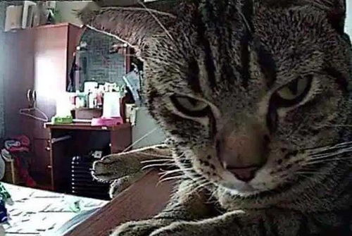 摄像头背后的猫究竟是怎样的,男子做了实验后惊呆了