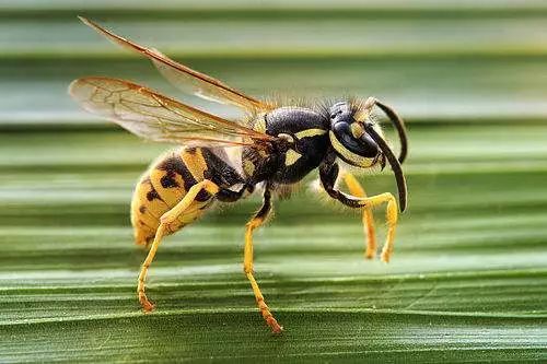 如何区分胡蜂 马蜂和黄蜂