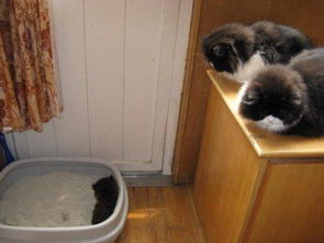 怎么教让小猫上厕所 