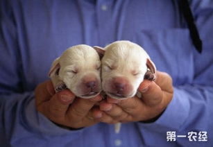 广州市养犬管理条例你了解吗