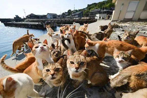 日本猫岛上为什么有这么多猫