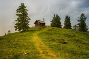 梦见满山青草