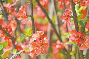 梨花什么时候开花开花季节是几月,桃花李花什么时候开？