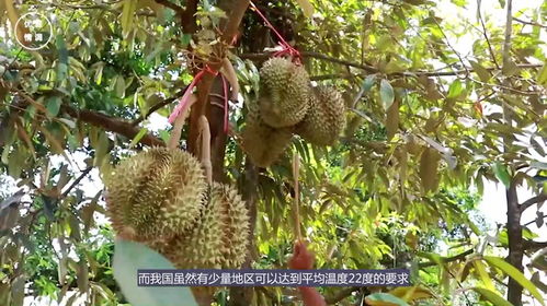 中国哪里适合种植榴莲  第2张