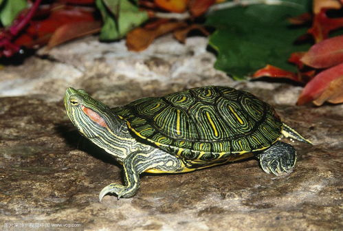巴西龟的寿命最长是多少年 怎么养巴西龟才能让它寿命变长活久点