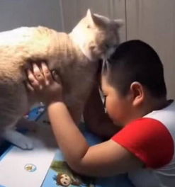 养了一只小猫咪,儿子这样对老师说 我家猫咪太爱我不让我写作业