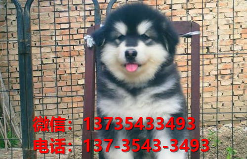 济宁宠物狗犬舍领养纯种阿拉斯加幼犬网上卖狗买狗网站在哪有狗市场
