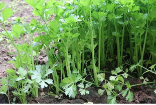 芹菜种子怎么种植方法,半大芹菜芽的栽种方法？