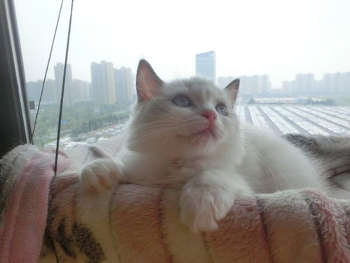 中秋国庆猫舍撸猫记 众多猫咪我独宠一只,猫咪快被我逼疯了