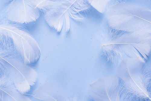 平铺蓝色背景纸柔软的白色羽毛摄影图配图高清摄影大图 千库网 