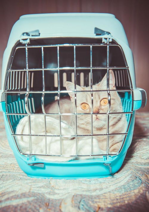 养猫省钱攻略 猫笼子 猫包和航空箱的购买必要性和使用区别
