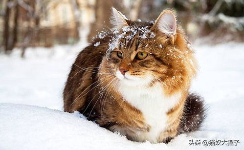 流浪猫冬天会被冻死吗