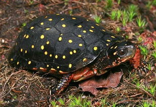 星点龟的饲养方法（星点水龟和斑点池龟的区别）