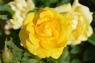 黄玫瑰6k高清背景素材