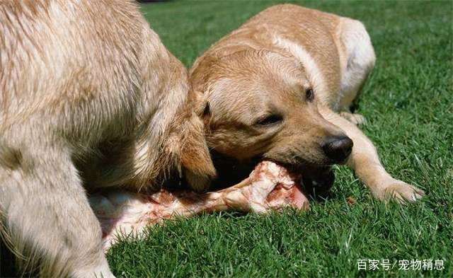 什么食物可以给狗狗吃 下面6种都可以,第六种不要喂生的