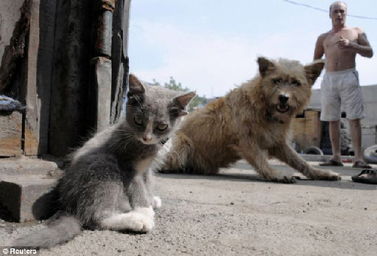 俄罗斯一小猫长了4只耳朵 