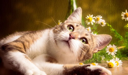夏天养猫注意这三点,减少猫咪生病,帮助它们轻松度过酷暑