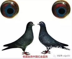 濒临灭绝的老国血鸽中国红血蓝鸽欣赏