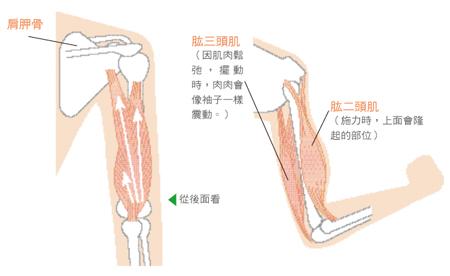 上肢肌肉解剖模型