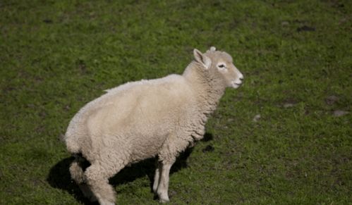 1967年属羊的后半生命运如何,67年属羊男2019年的运势好？