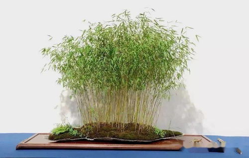 竹子可以养在家里吗