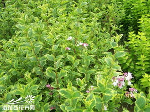 花叶锦带适合在广东种植吗(花叶锦带可以盆栽吗)