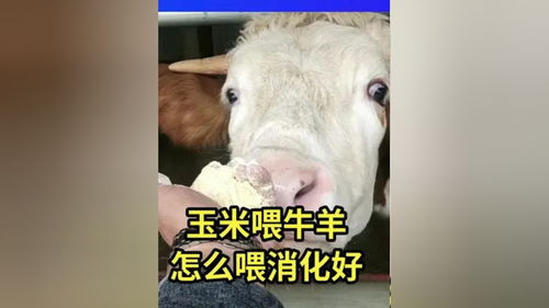 牛羊喂玉米怎么喂消化好 