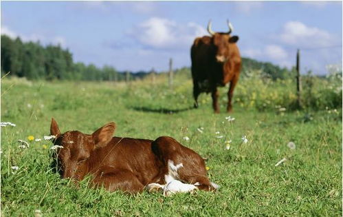 属牛人 十牛九不全,生肖牛出生在这两个月份,命最好